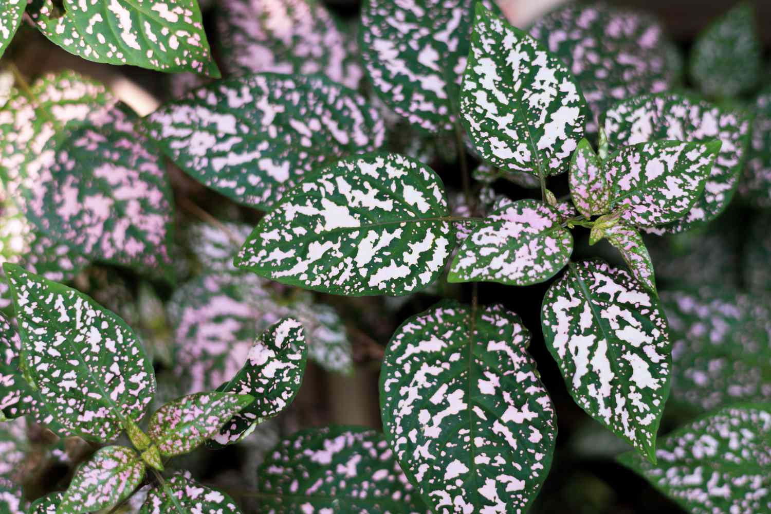 background of hypoestes phyllostachya or “polka dot” plant
