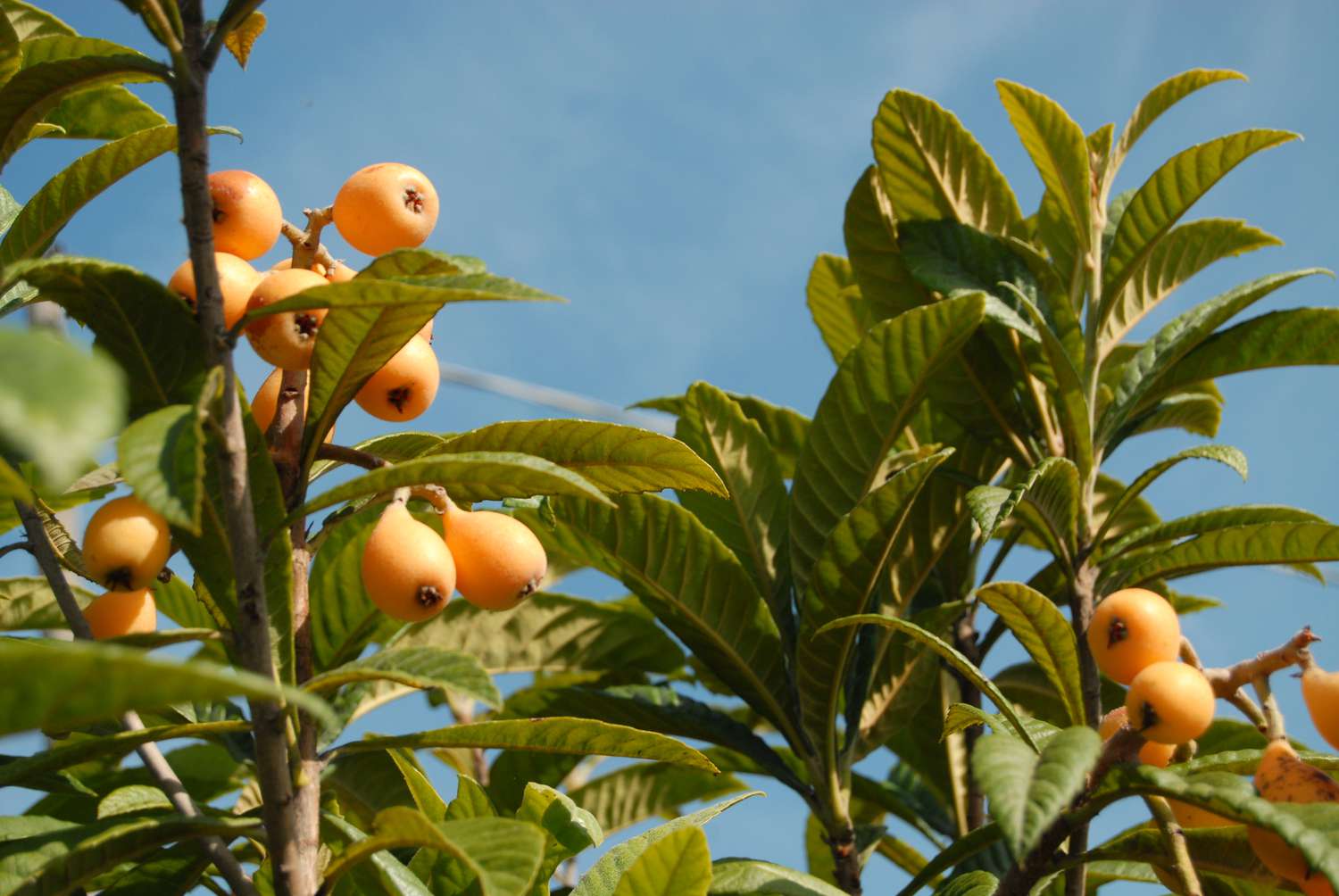 Japanese plum/loquat fruits growing in a tree with the blue sky above