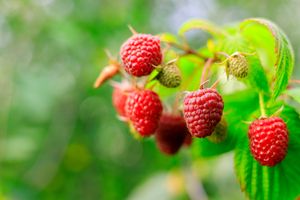 Raspberries growing outside