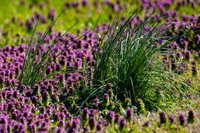 A closeup view of grass among purple wildflowers in a field