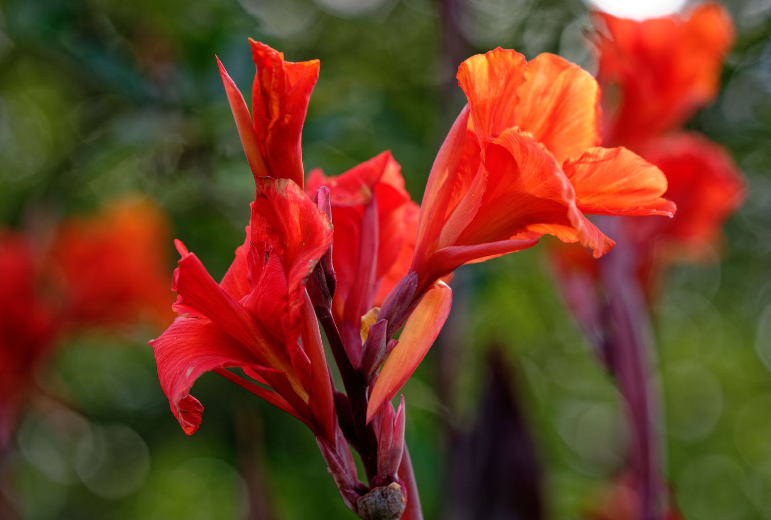 Canna flower