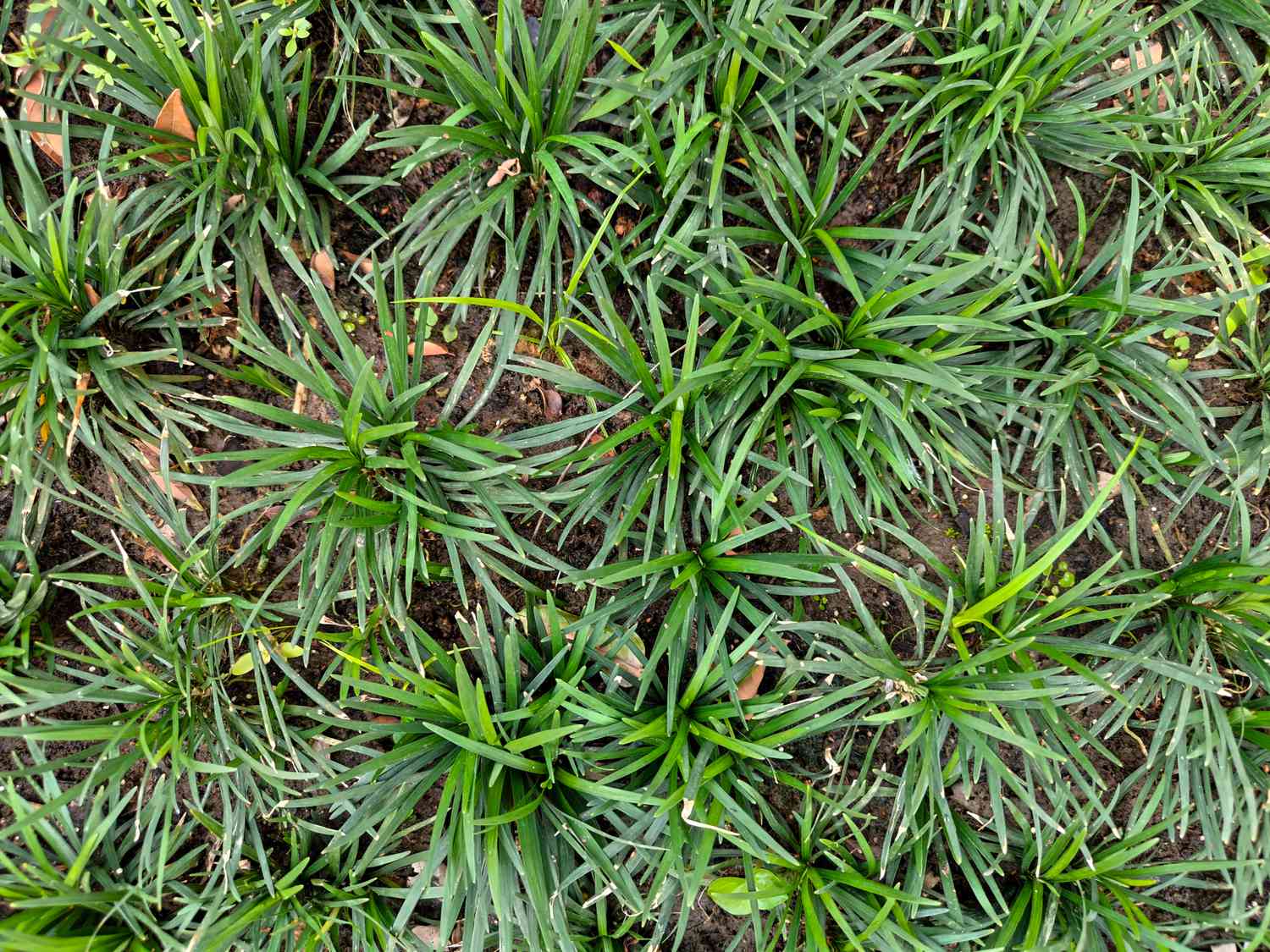 green dwarf mondo grass