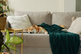 A dog resting on a couch partially covered with a blanket