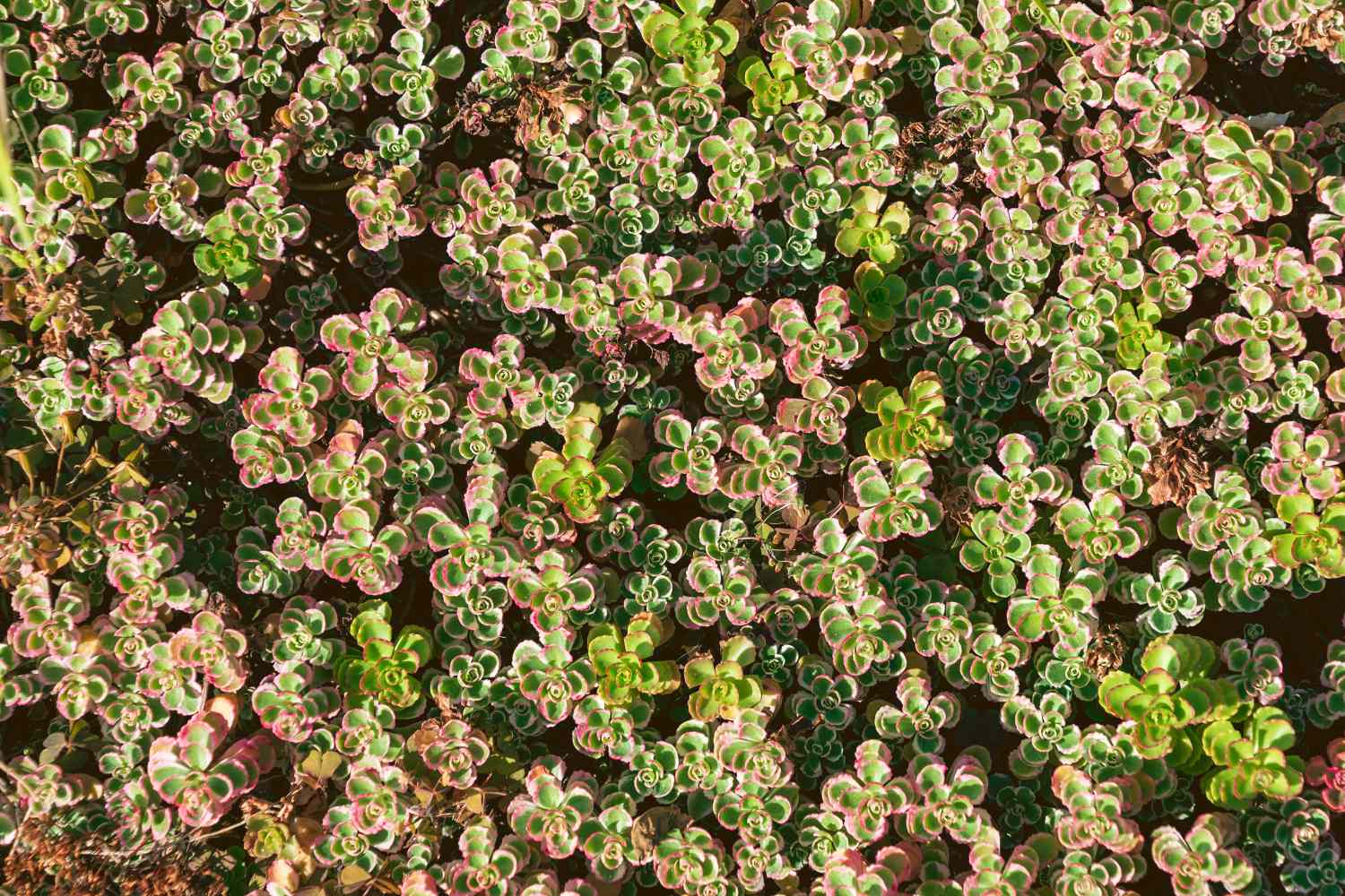 Closeup of succulent plants forming a dense textured arrangement