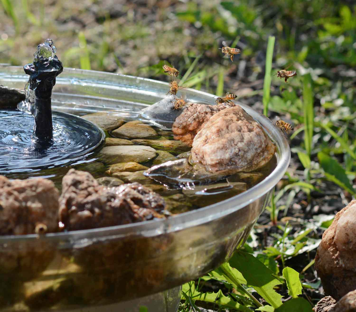 Close up of honey bees drinking from a birdbath