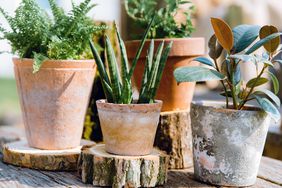 potted plants on an outdoor table