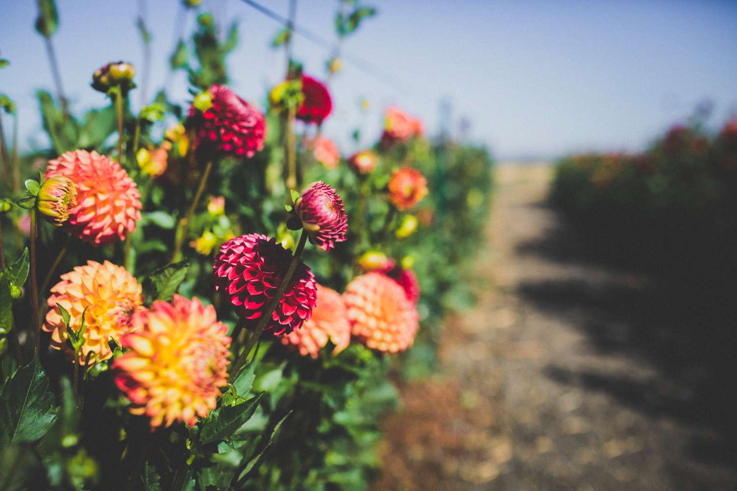 small dahlia plant row