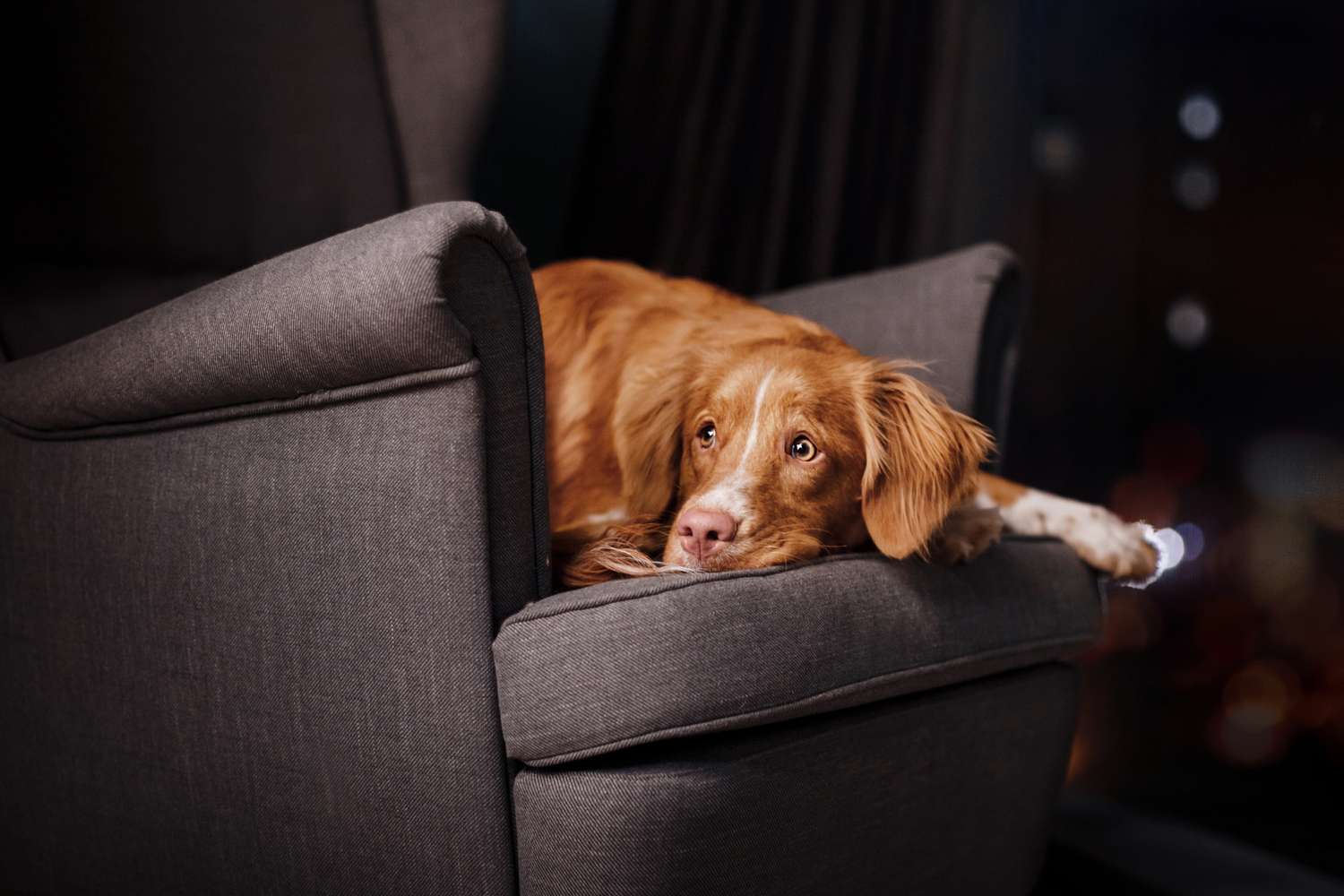 A dog lying on a gray armchair indoors looking outward