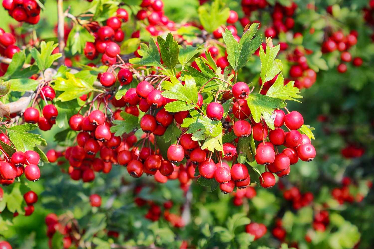 Clusters of red berries on a leafy bush