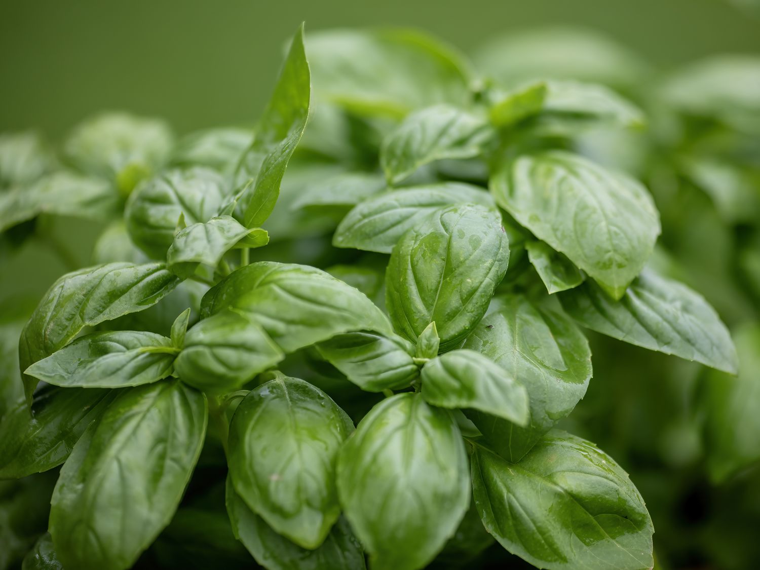 Close up of basil leaves in a garden