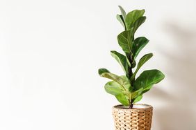 Ficus lirata in wickr pot on wooden table. Minimal. Front view. copy space.