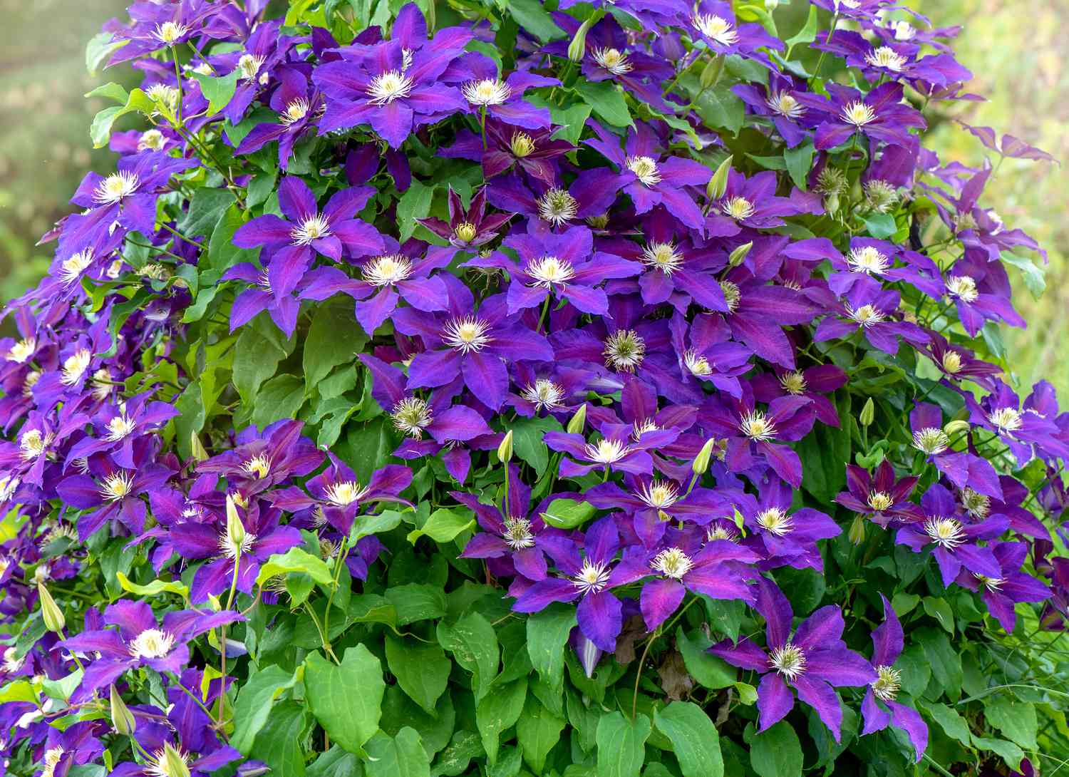 purple clematis growing