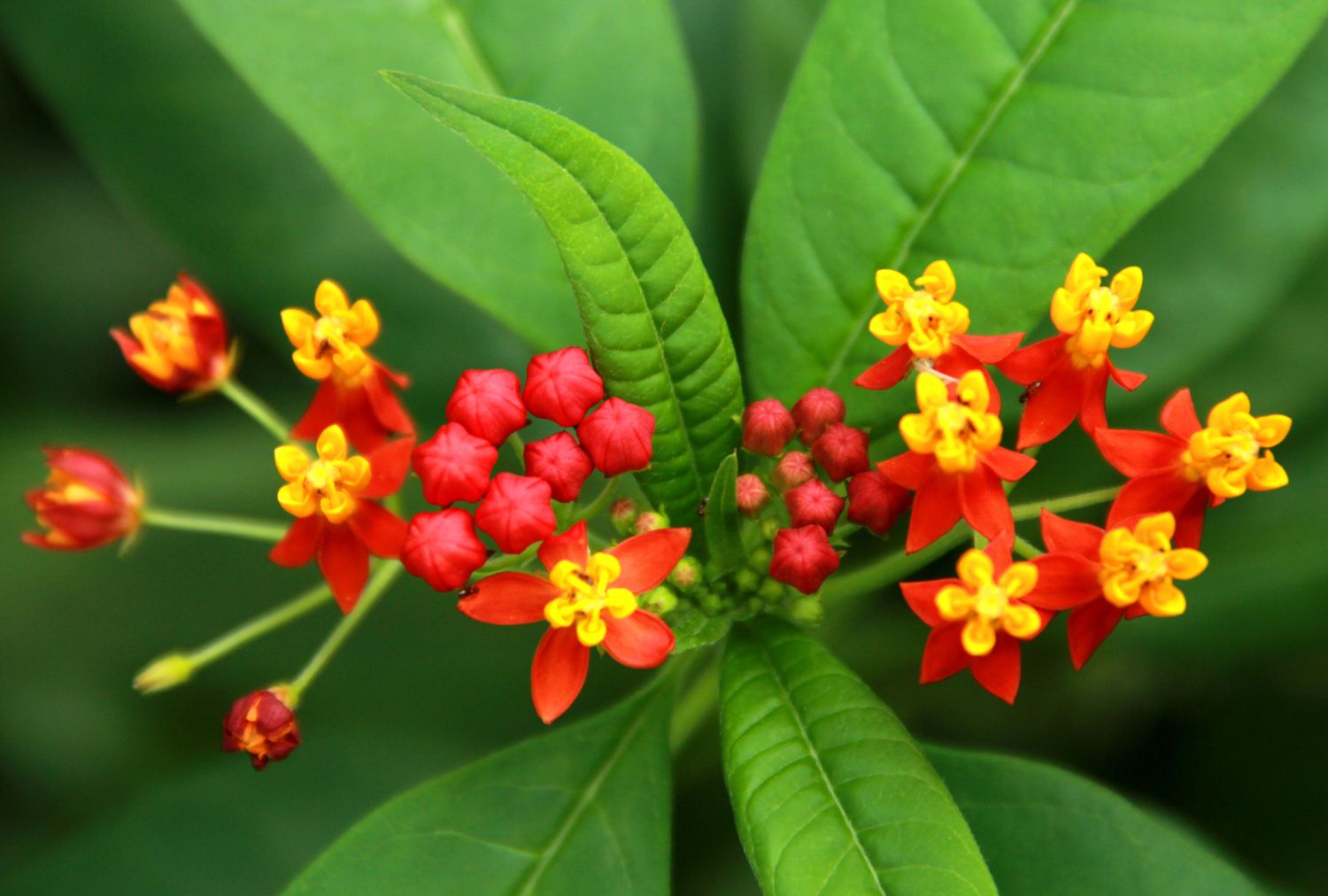 Mexican butterfly weed