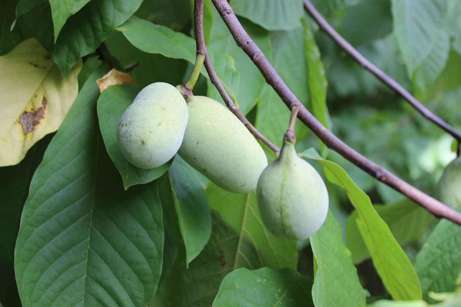 Three pawpaw fruits hanging from a branch surrounded by leaves