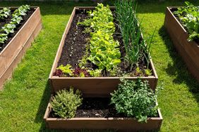 Vegetables growing in raised bed