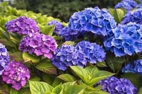 Closeup of hydrangea flowers in full bloom with green leaves and a blurred background