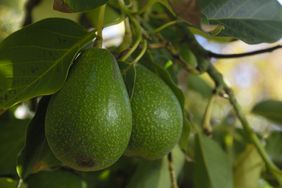 avocados ripening on a tree