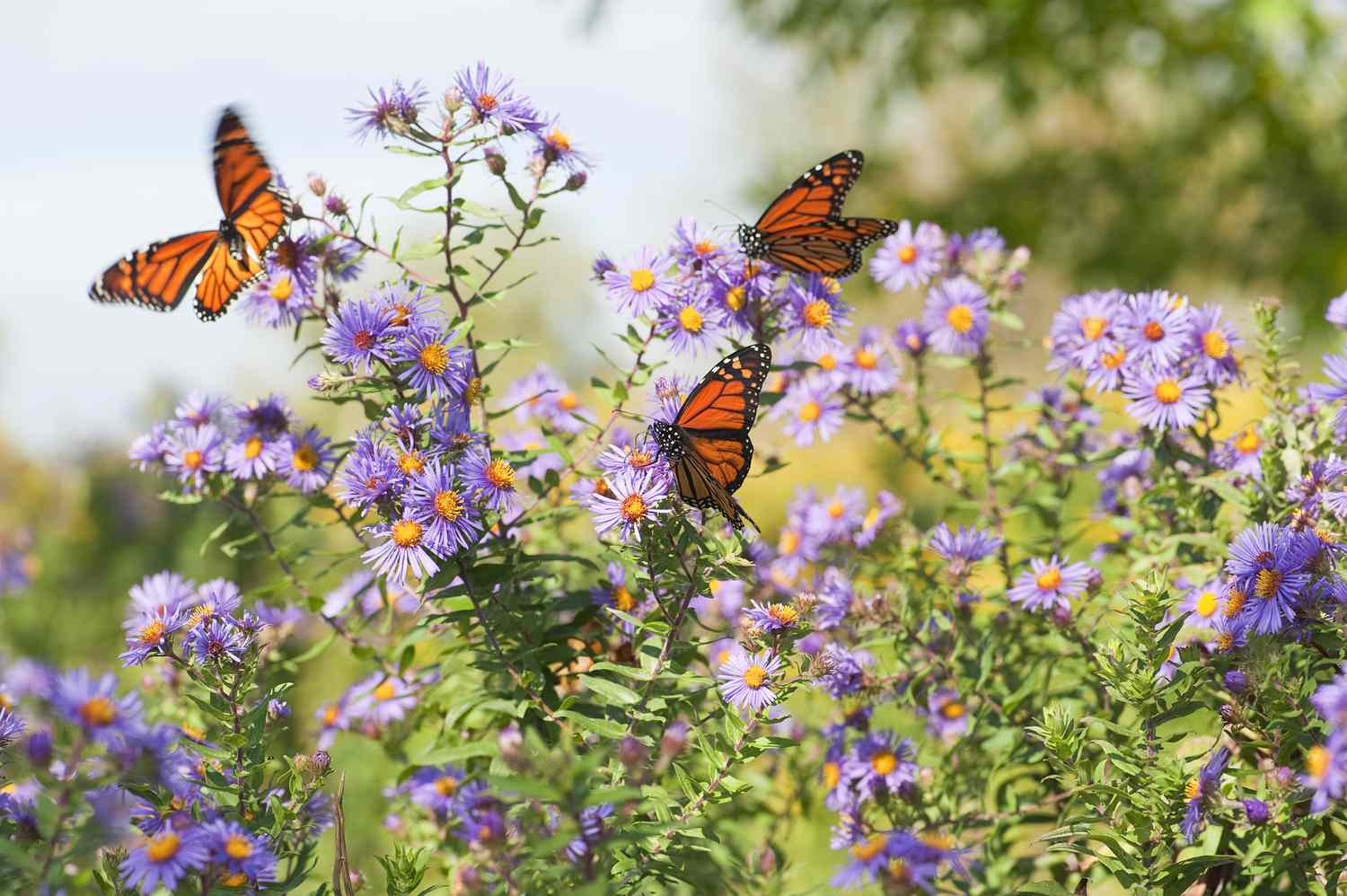 Butterflies on flowers