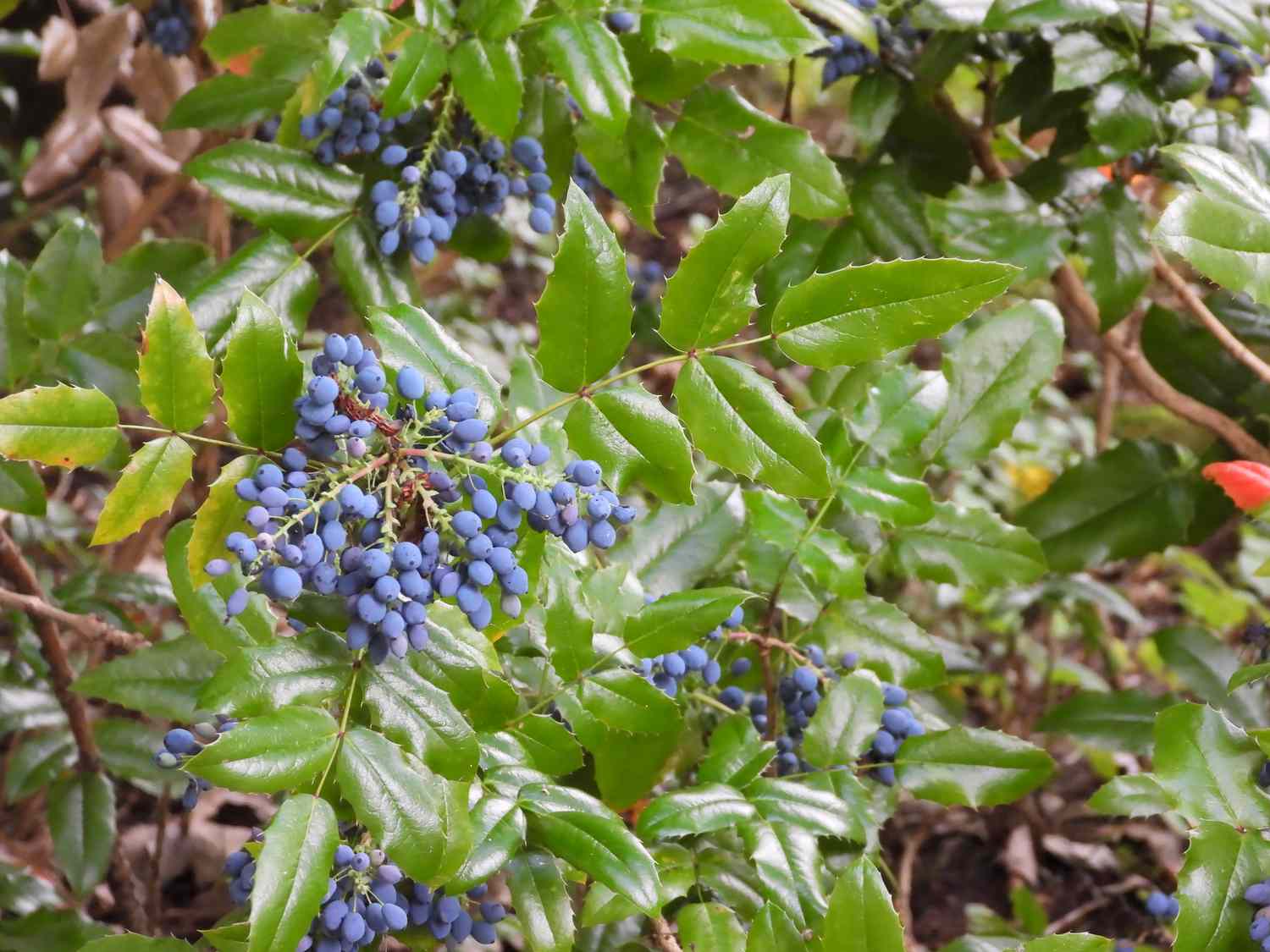 A bush with clusters of small berries among its leaves