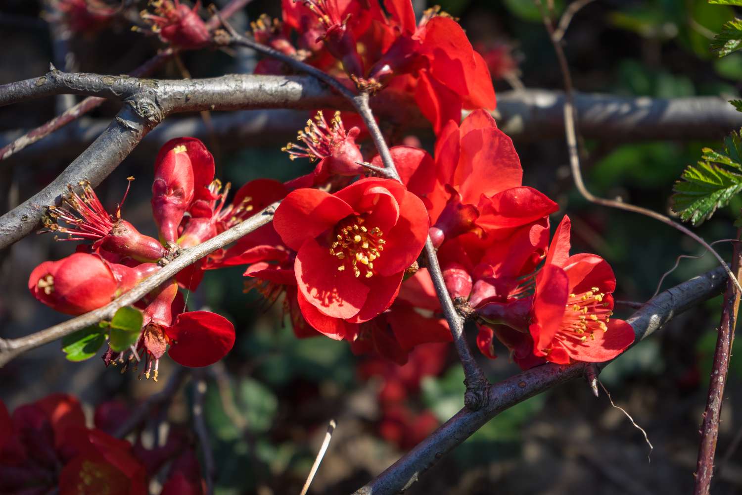 Beautiful red flowering quince up close bathing in the sun