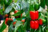 Bell peppers tree in garden. There are red and green bell pepper on the tree with green leaves.