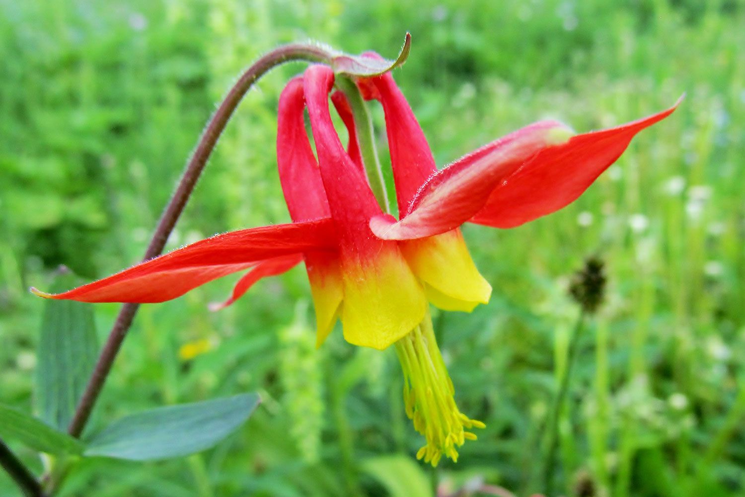 Western Columbine