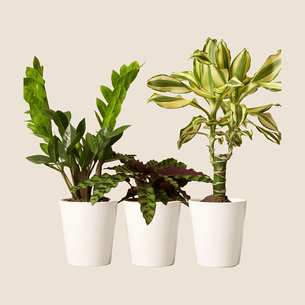 Three plants lined up