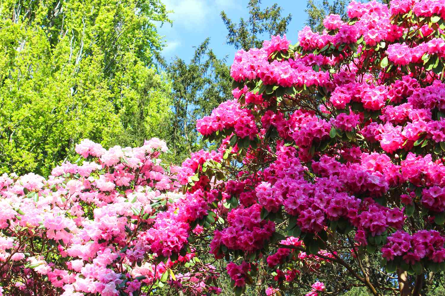 Rhododendron flowers