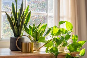 three house plants and watering can near a window
