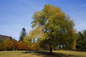 Solitary Ash Tree