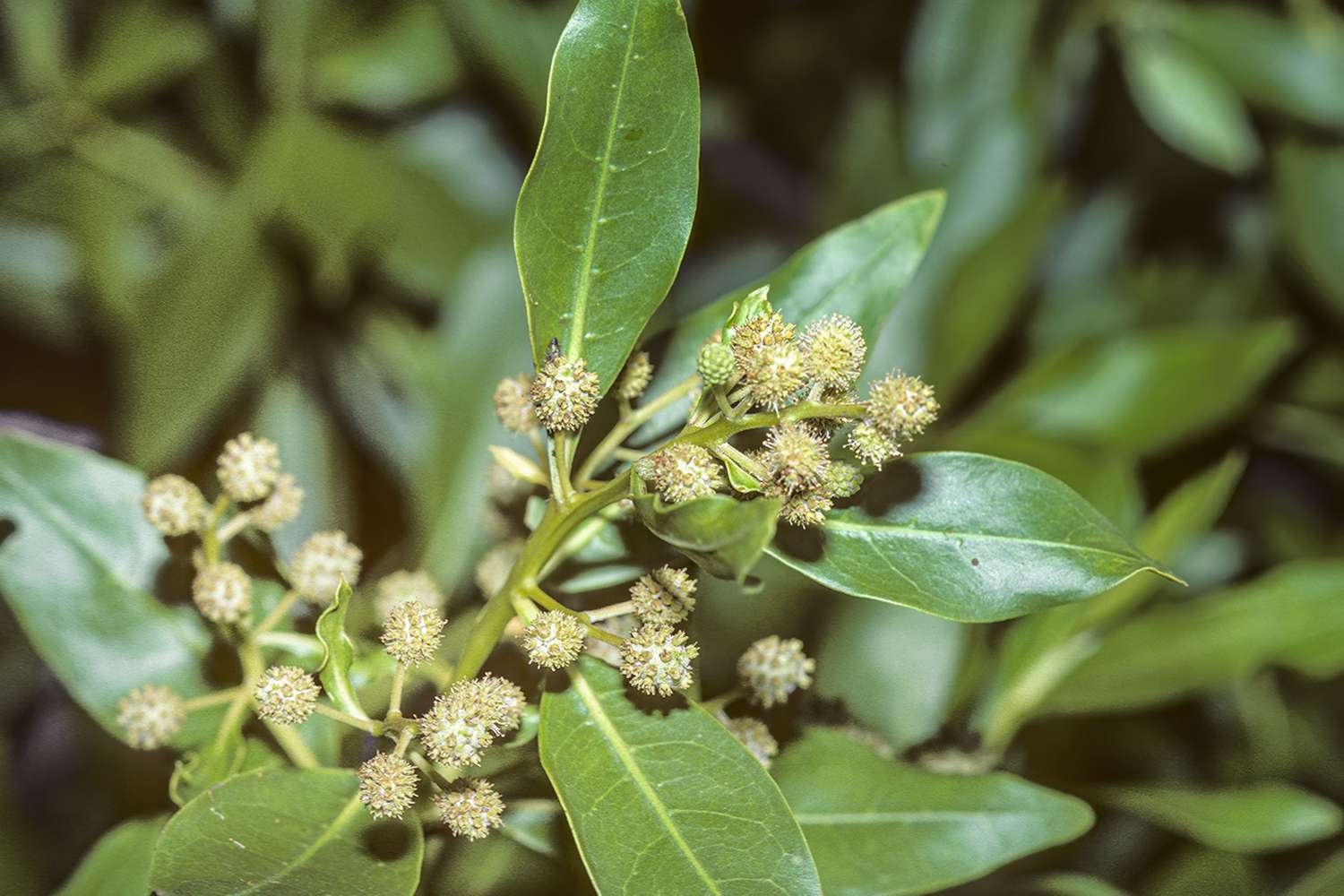 Close up of Buttonwood Shrub