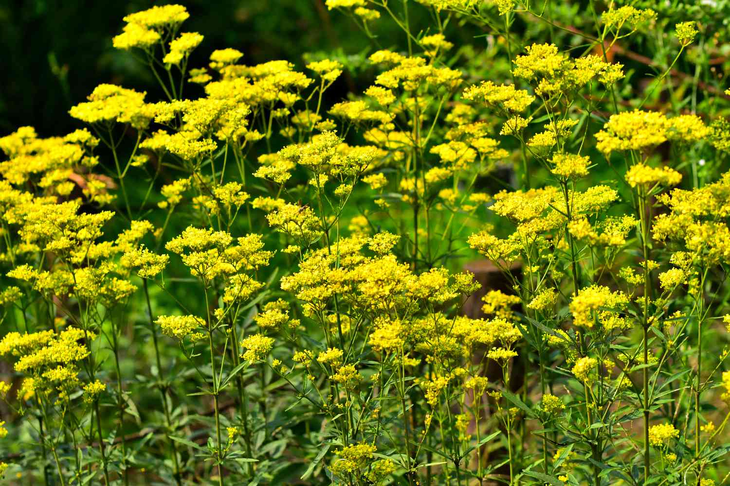Golden Valerian