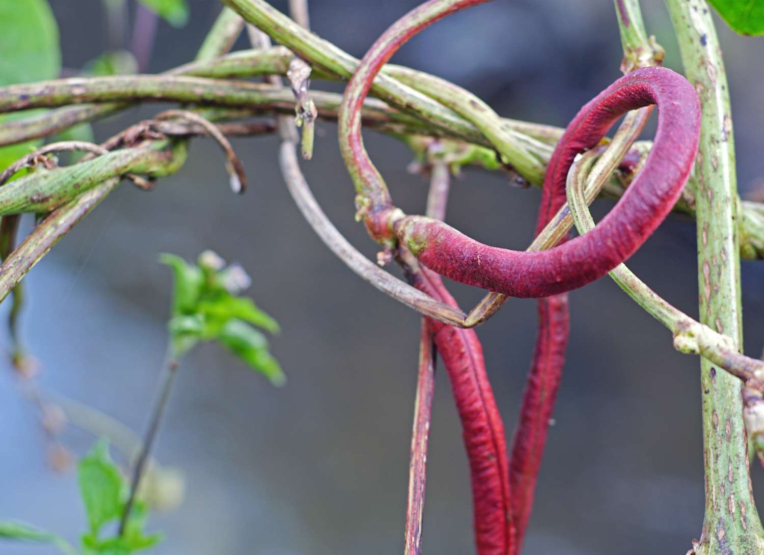 red noodle vine growing