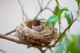 A bird sitting in a nest on a branch