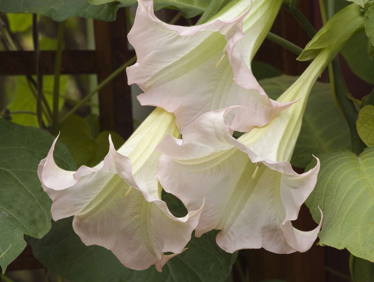 Angels Trumpets in bloom