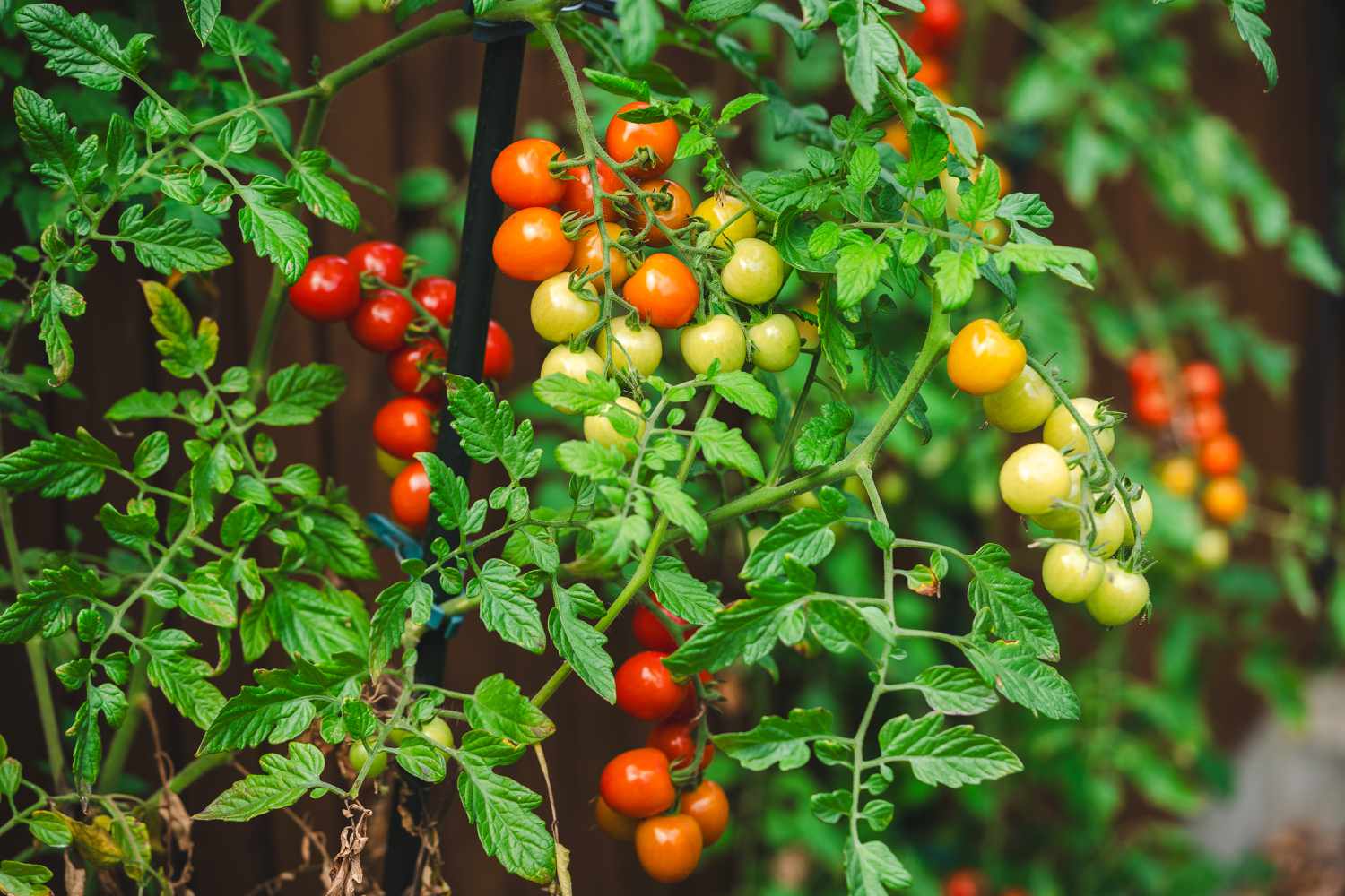 growing and ripening of red cherry tomatoes in the garden, organic farming, Red and green small tomatoes, ripeness.