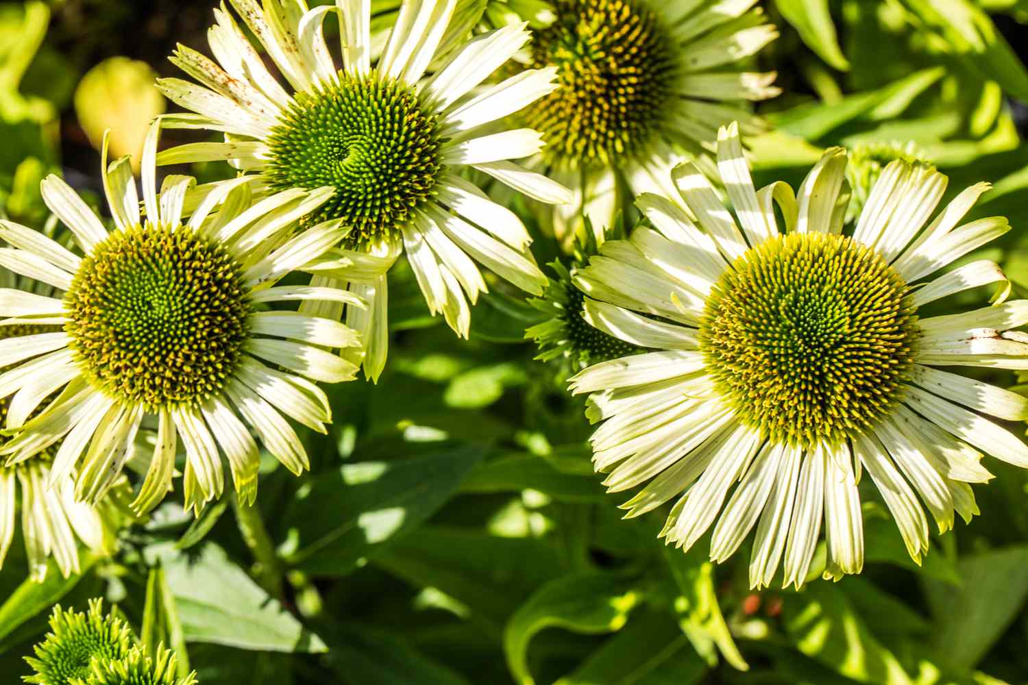 Green Jewel Coneflower