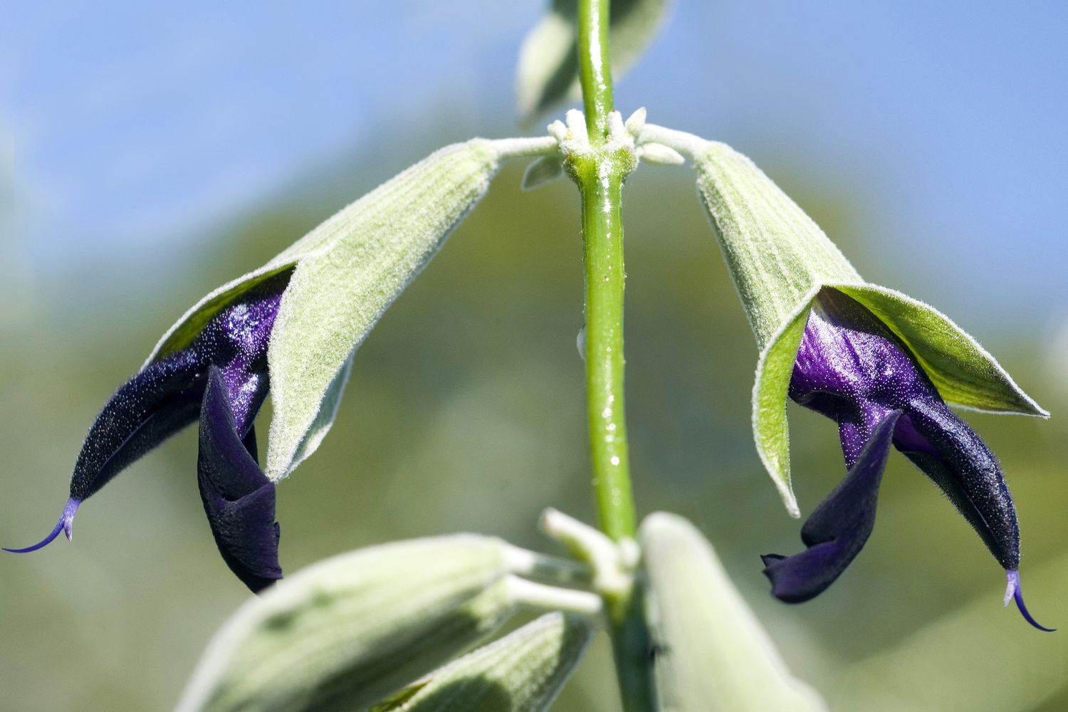 Salvia Discolor