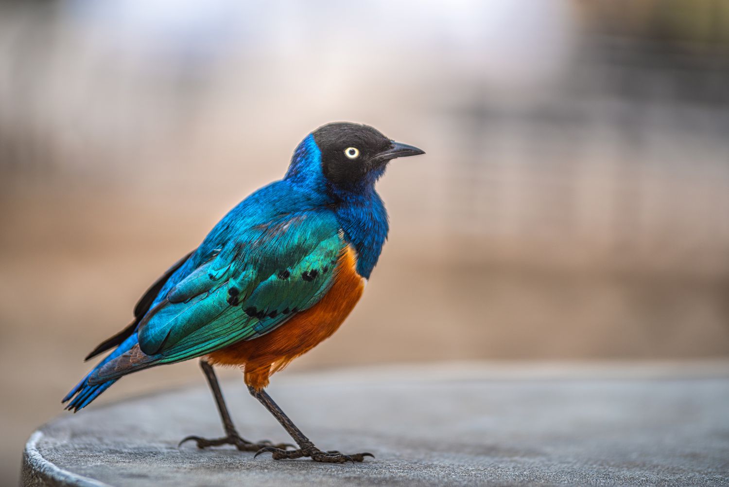 Superb starling perches on surface