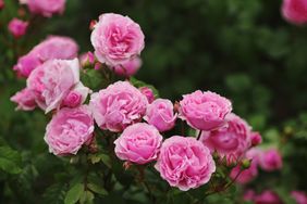 Pink garden roses blooming on a bush surrounded by green foliage
