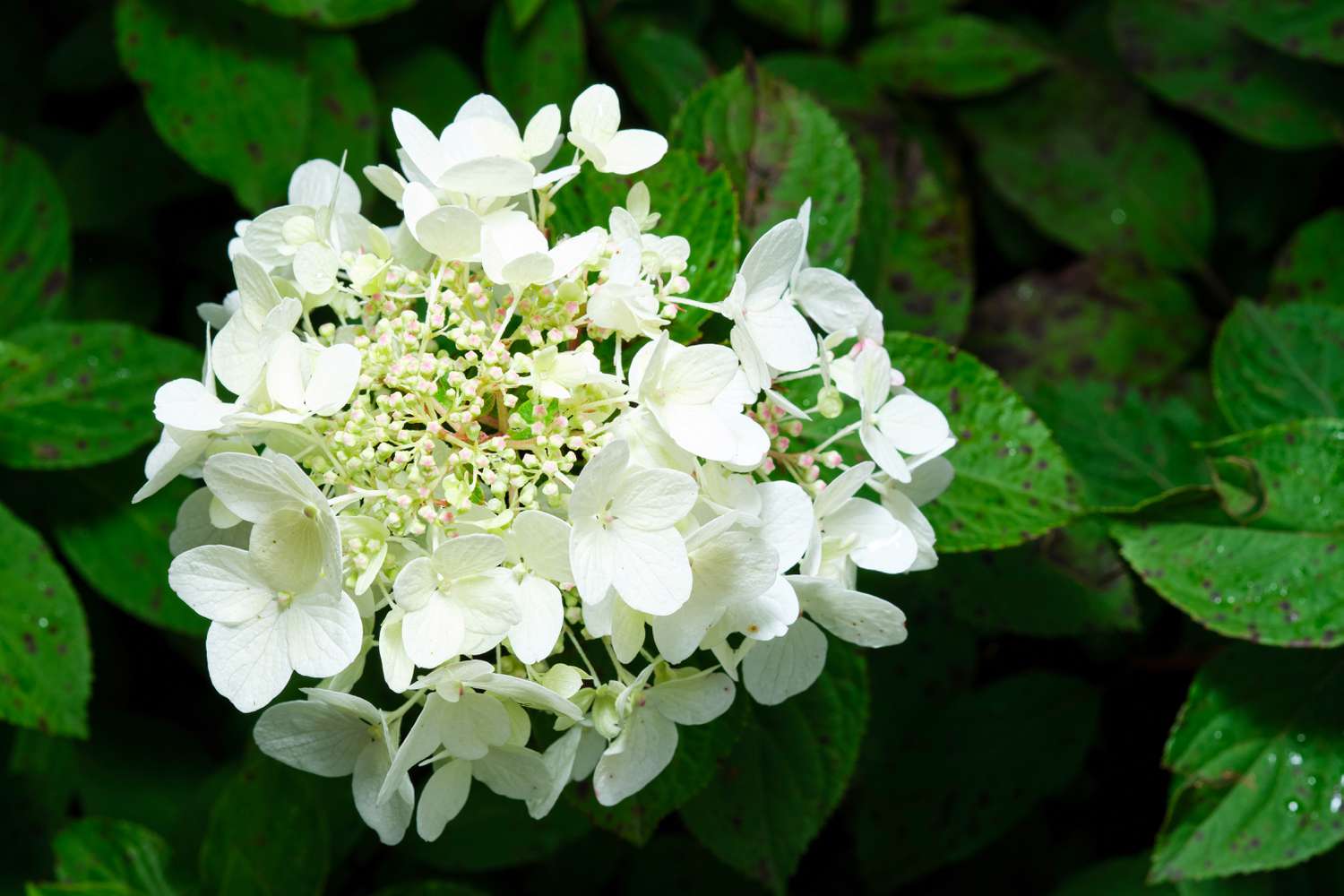 Silver Leaf Hydrangea
