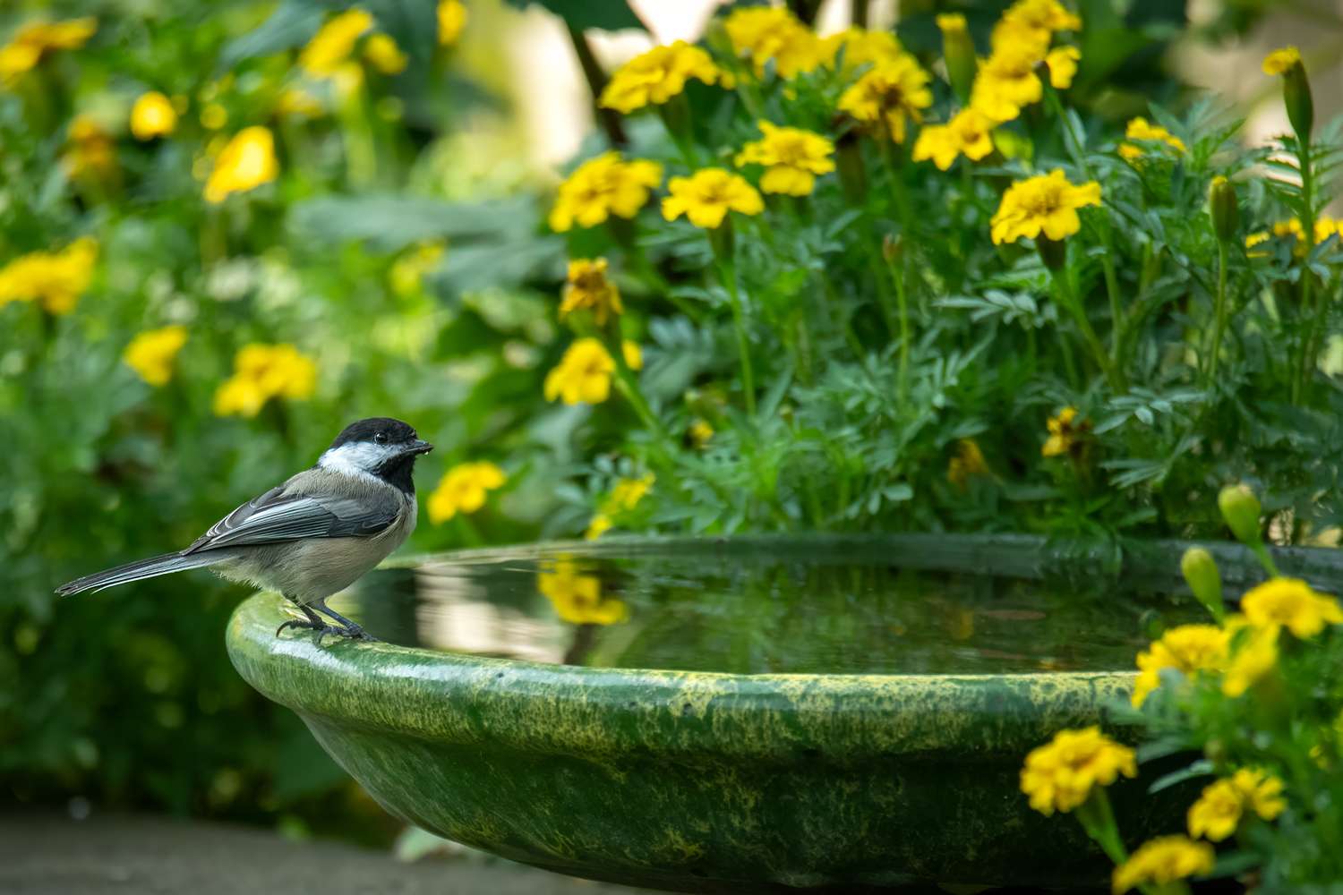 Small chickadee songbird at birdbath in summer garden.