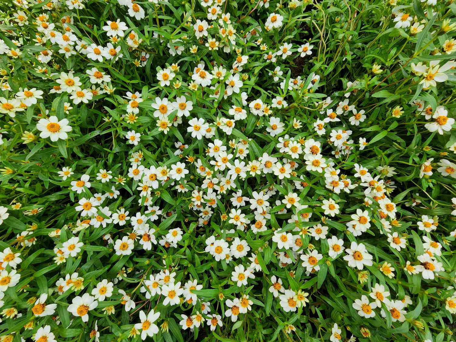 a field of green leaves with cheery white and yellow blackfoot daisies