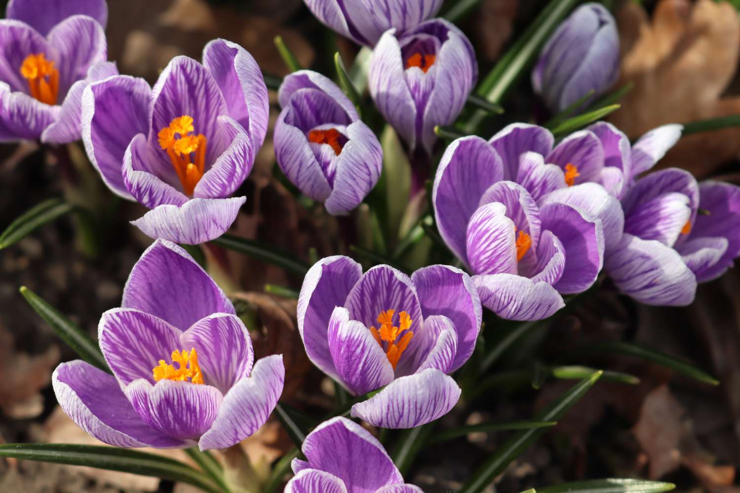 Beautiful crocus flowers