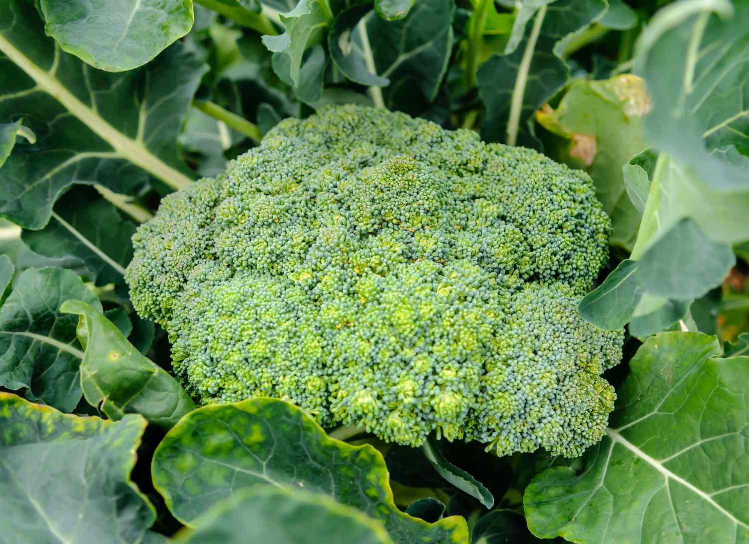 broccoli growing in a garden