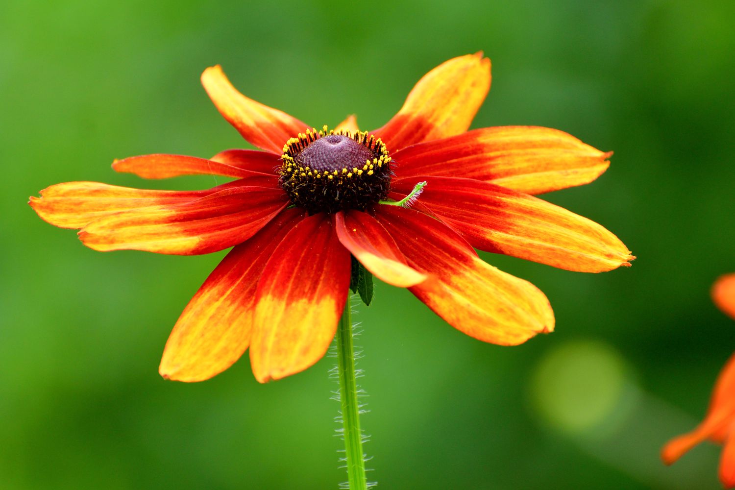 Coneflower prairie glow