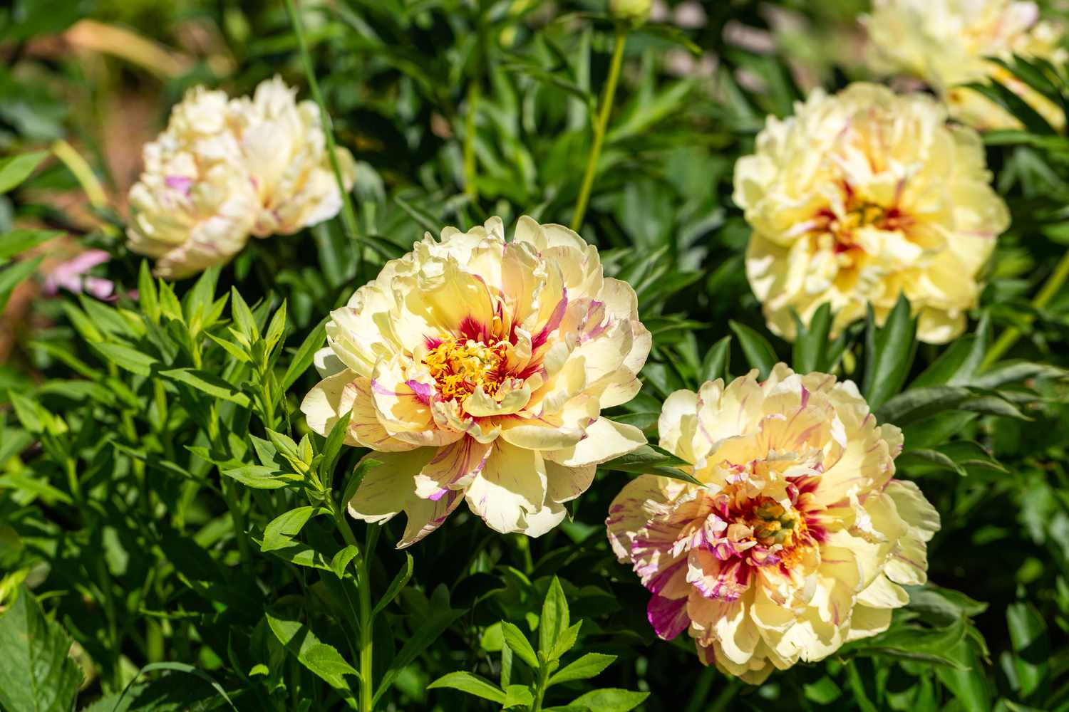 Itoh Peony