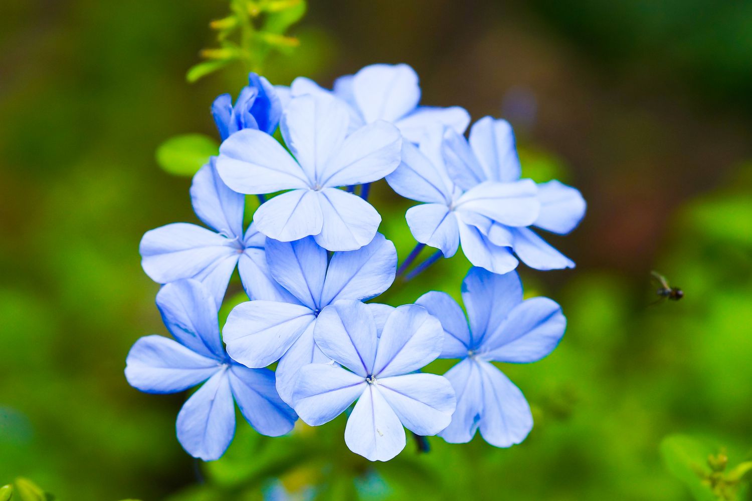 Blue plumbago flowers
