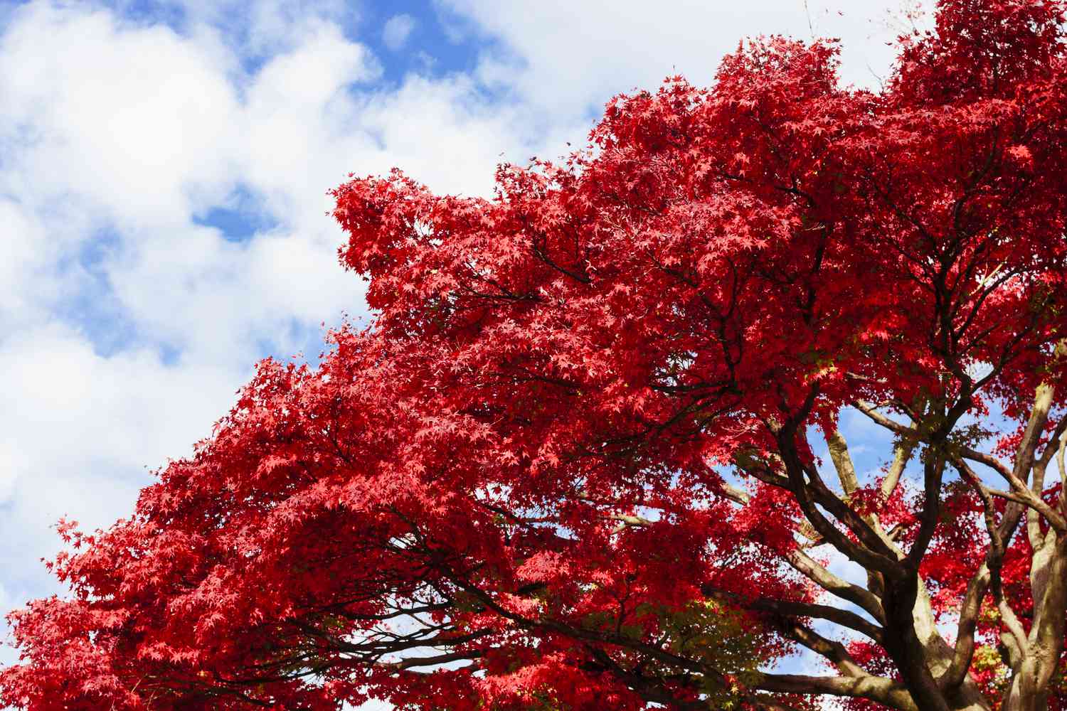 Red Maple tree