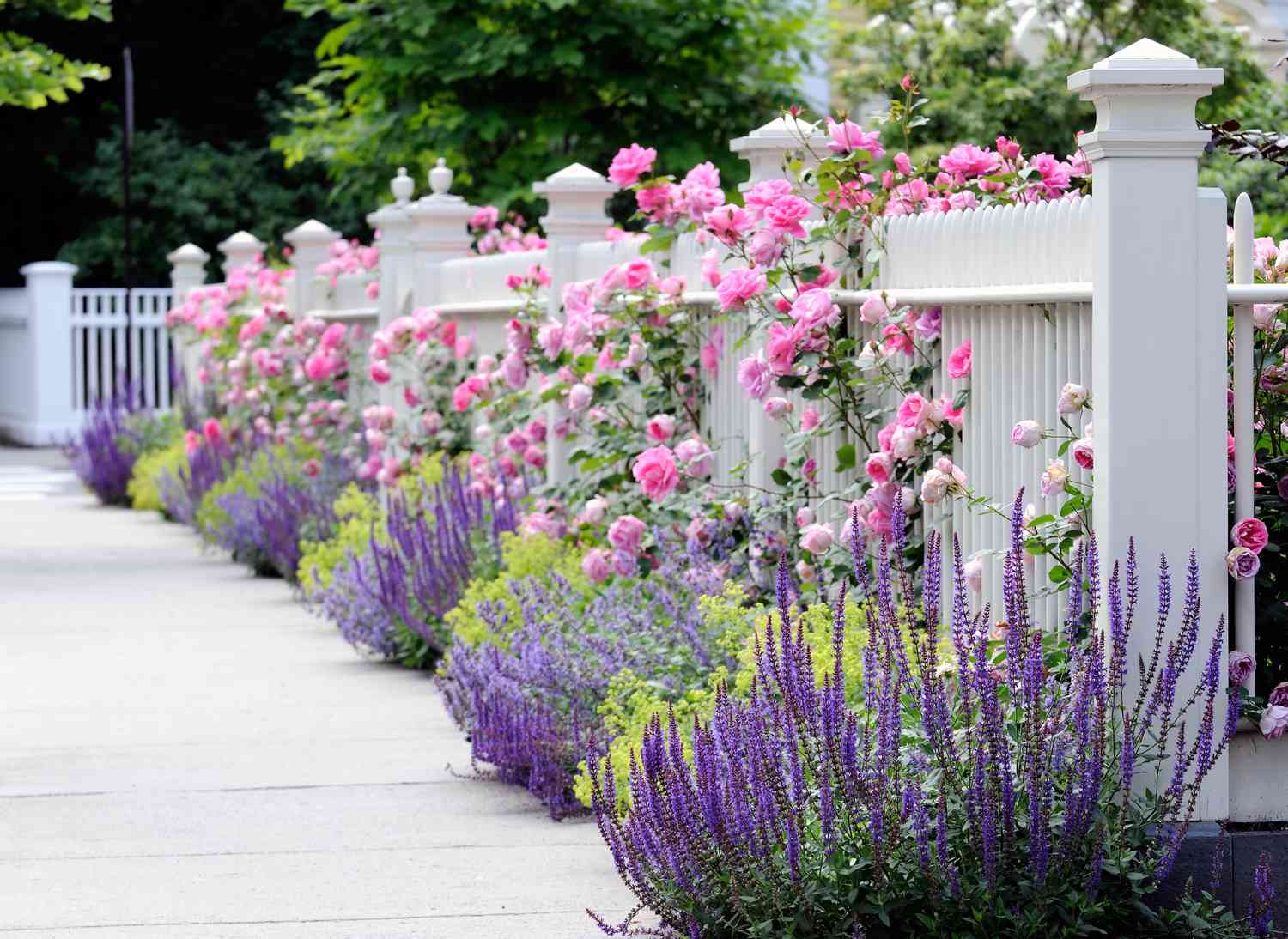 Colorful, elegant garden bordering front yard and sidewalk